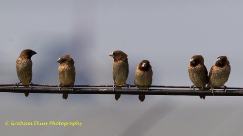 Scaly-breasted Munia
This is the commonest Munia seen in Hong Kong.
Unknown location